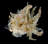  (Aiptasia pulchella - BHKG-0112)  @11 [ ] by-nc-sa (2018) Unspecified the Florida Museum of Natural History (FLMNH) and University of Hong Kong's Swire Institute of Marine Science