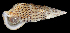  (Cerithium traillii - BHKG-0222)  @11 [ ] by-nc-sa (2018) Unspecified the Florida Museum of Natural History (FLMNH) and University of Hong Kong's Swire Institute of Marine Science