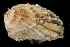  (Cardita - BHKG-0297)  @11 [ ] by-nc-sa (2018) Unspecified the Florida Museum of Natural History (FLMNH) and University of Hong Kong's Swire Institute of Marine Science