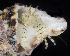  (Pagurixus anceps - BHKG-0394)  @11 [ ] by-nc-sa (2018) Unspecified the Florida Museum of Natural History (FLMNH) and University of Hong Kong's Swire Institute of Marine Science