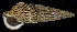 ( - BHKG-0489)  @11 [ ] by-nc-sa (2018) Unspecified the Florida Museum of Natural History (FLMNH) and University of Hong Kong's Swire Institute of Marine Science