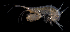  (Maera sp. HK01 - BHKG-0540)  @11 [ ] by-nc-sa (2018) Unspecified the Florida Museum of Natural History (FLMNH) and University of Hong Kong's Swire Institute of Marine Science