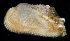  (Barbatia sp. HK01 - BHKG-0590)  @11 [ ] by-nc-sa (2018) Unspecified the Florida Museum of Natural History (FLMNH) and University of Hong Kong's Swire Institute of Marine Science