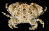  (Leptodius exaratus - BHKG-0611)  @11 [ ] by-nc-sa (2018) Unspecified the Florida Museum of Natural History (FLMNH) and University of Hong Kong's Swire Institute of Marine Science