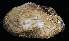  ( - BHKG-0627)  @11 [ ] by-nc-sa (2018) Unspecified the Florida Museum of Natural History (FLMNH) and University of Hong Kong's Swire Institute of Marine Science