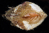  (Arca - BHKG-0703)  @11 [ ] by-nc-sa (2018) Unspecified the Florida Museum of Natural History (FLMNH) and University of Hong Kong's Swire Institute of Marine Science