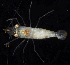  ( - BHKG-0851)  @11 [ ] by-nc-sa (2018) Unspecified the Florida Museum of Natural History (FLMNH) and University of Hong Kong's Swire Institute of Marine Science