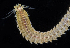  ( - BHKG-0868)  @11 [ ] by-nc-sa (2018) Unspecified the Florida Museum of Natural History (FLMNH) and University of Hong Kong's Swire Institute of Marine Science