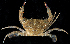  ( - BHKG-0989)  @11 [ ] by-nc-sa (2018) Unspecified the Florida Museum of Natural History (FLMNH) and University of Hong Kong's Swire Institute of Marine Science