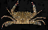  ( - BHKG-0988)  @11 [ ] by-nc-sa (2018) Unspecified the Florida Museum of Natural History (FLMNH) and University of Hong Kong's Swire Institute of Marine Science