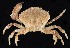  ( - BHKG-0356)  @11 [ ] by-nc-sa (2018) Unspecified the Florida Museum of Natural History (FLMNH) and University of Hong Kong's Swire Institute of Marine Science