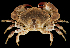  ( - BHKG-0903)  @11 [ ] by-nc-sa (2018) Unspecified the Florida Museum of Natural History (FLMNH) and University of Hong Kong's Swire Institute of Marine Science