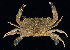  ( - BHKG-0894)  @11 [ ] by-nc-sa (2018) Unspecified the Florida Museum of Natural History (FLMNH) and University of Hong Kong's Swire Institute of Marine Science