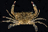  ( - BHKG-0896)  @11 [ ] by-nc-sa (2018) Unspecified the Florida Museum of Natural History (FLMNH) and University of Hong Kong's Swire Institute of Marine Science
