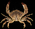  ( - BHKG-0523)  @11 [ ] by-nc-sa (2018) Unspecified the Florida Museum of Natural History (FLMNH) and University of Hong Kong's Swire Institute of Marine Science