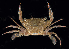  ( - BHKG-0895)  @11 [ ] by-nc-sa (2018) Unspecified the Florida Museum of Natural History (FLMNH) and University of Hong Kong's Swire Institute of Marine Science