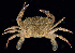  ( - BHKG-0526)  @11 [ ] by-nc-sa (2018) Unspecified the Florida Museum of Natural History (FLMNH) and University of Hong Kong's Swire Institute of Marine Science