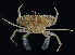 ( - BHKG-1343)  @11 [ ] by-nc-sa (2018) Unspecified the Florida Museum of Natural History (FLMNH) and University of Hong Kong's Swire Institute of Marine Science