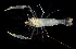  ( - BHKG-1364)  @11 [ ] by-nc-sa (2018) Unspecified the Florida Museum of Natural History (FLMNH) and University of Hong Kong's Swire Institute of Marine Science