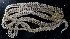  ( - BHKG-1552)  @11 [ ] by-nc-sa (2018) Unspecified the Florida Museum of Natural History (FLMNH) and University of Hong Kong's Swire Institute of Marine Science