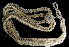  ( - BHKG-1553)  @11 [ ] by-nc-sa (2018) Unspecified the Florida Museum of Natural History (FLMNH) and University of Hong Kong's Swire Institute of Marine Science
