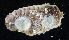  ( - BHKG-1673)  @11 [ ] by-nc-sa (2018) Unspecified the Florida Museum of Natural History (FLMNH) and University of Hong Kong's Swire Institute of Marine Science