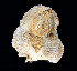  (Balanus trigonus - BHKG-1689)  @11 [ ] by-nc-sa (2018) Unspecified the Florida Museum of Natural History (FLMNH) and University of Hong Kong's Swire Institute of Marine Science