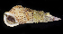  ( - BHKG-1921)  @11 [ ] by-nc-sa (2018) Unspecified the Florida Museum of Natural History (FLMNH) and University of Hong Kong's Swire Institute of Marine Science