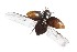  (Paracymus subcupreus - SZOO_0050)  @13 [ ] Copyright © (2015) David Littschwager Natural History Photography