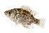  ( - SZOO_0148)  @11 [ ] Copyright (2017) David Liittschwager Natural History Photography