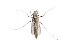  ( - SZOO_0227)  @13 [ ] Copyright (2017) David Liittschwager Natural History Photography