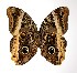  (Caligo atreus - 00-SRNP-9673)  @14 [ ] CreativeCommons - Attribution Non-Commercial Share-Alike (2005) Unspecified Guanacaste Dry Forest Conservation Fund