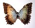  (Morpho justitiae - 01-SRNP-10310)  @14 [ ] CreativeCommons - Attribution Non-Commercial Share-Alike (2005) Unspecified Guanacaste Dry Forest Conservation Fund