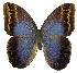  (Caligo oberon - 05-SRNP-2275)  @14 [ ] CreativeCommons - Attribution Non-Commercial Share-Alike (2005) Unspecified Guanacaste Dry Forest Conservation Fund