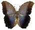  (Caligo sulanus - 98-SRNP-13957.01)  @15 [ ] CreativeCommons - Attribution Non-Commercial Share-Alike (2013) Daniel H. Janzen Guanacaste Dry Forest Conservation Fund