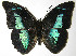  ( - 07-SRNP-45788)  @15 [ ] CreativeCommons - Attribution Non-Commercial Share-Alike (2013) Daniel H. Janzen Guanacaste Dry Forest Conservation Fund
