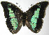  (Prepona laertesDHJ03 - 07-SRNP-45867)  @15 [ ] CreativeCommons - Attribution Non-Commercial Share-Alike (2013) Daniel H. Janzen Guanacaste Dry Forest Conservation Fund