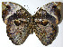  ( - 08-SRNP-40100)  @14 [ ] CreativeCommons - Attribution Non-Commercial Share-Alike (2013) Daniel H. Janzen Guanacaste Dry Forest Conservation Fund