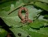  ( - 03-SRNP-3468)  @12 [ ] CreativeCommons - Attribution Non-Commercial Share-Alike (2013) Daniel H. Janzen Guanacaste Dry Forest Conservation Fund