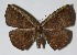  (Cimicodes albicostaDHJ01 - 04-SRNP-33787)  @15 [ ] CreativeCommons - Attribution Non-Commercial Share-Alike (2013) Daniel H. Janzen Guanacaste Dry Forest Conservation Fund