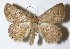  (Isochromodes sheilaDHJ06 - 99-SRNP-12173)  @15 [ ] CreativeCommons - Attribution Non-Commercial Share-Alike (2013) Daniel H. Janzen Guanacaste Dry Forest Conservation Fund