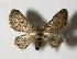  (Eupithecia Janzen19 - 00-SRNP-18239)  @13 [ ] CreativeCommons - Attribution Non-Commercial Share-Alike (2007) Unspecified Guanacaste Dry Forest Conservation Fund