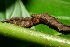  ( - 06-SRNP-30626)  @12 [ ] CreativeCommons - Attribution Non-Commercial Share-Alike (2013) Daniel H. Janzen Guanacaste Dry Forest Conservation Fund