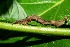  ( - 06-SRNP-30626)  @12 [ ] CreativeCommons - Attribution Non-Commercial Share-Alike (2013) Daniel H. Janzen Guanacaste Dry Forest Conservation Fund