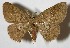  (Cyclophora Janzen23 - 07-SRNP-58291)  @15 [ ] CreativeCommons - Attribution Non-Commercial Share-Alike (2007) Unspecified Guanacaste Dry Forest Conservation Fund