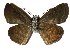  (Sostrata bifasciata - 04-SRNP-23520)  @14 [ ] CreativeCommons - Attribution Non-Commercial Share-Alike (2005) Unspecified Guanacaste Dry Forest Conservation Fund