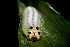  ( - 06-SRNP-40460)  @12 [ ] CreativeCommons - Attribution Non-Commercial Share-Alike (2013) Daniel H. Janzen Guanacaste Dry Forest Conservation Fund