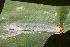  ( - 06-SRNP-31644)  @12 [ ] CreativeCommons - Attribution Non-Commercial Share-Alike (2013) Daniel H. Janzen Guanacaste Dry Forest Conservation Fund