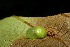  ( - 08-SRNP-30185)  @12 [ ] CreativeCommons - Attribution Non-Commercial Share-Alike (2013) Daniel H. Janzen Guanacaste Dry Forest Conservation Fund