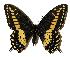  (Papilio stabilis - 05-SRNP-35206)  @15 [ ] CreativeCommons - Attribution Non-Commercial Share-Alike (2005) Unspecified Guanacaste Dry Forest Conservation Fund